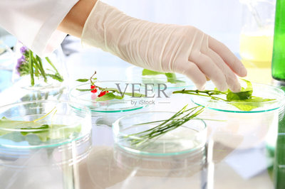 实验室,植物学,转基因,遗传研究,生物科技